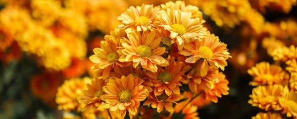 菊花被称为什么