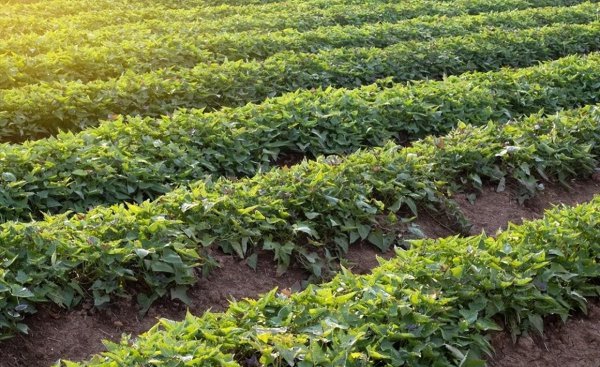 红薯怎么栽产量高一点