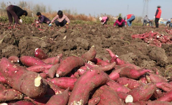 红薯怎么栽产量高一点