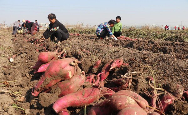 红薯怎么栽产量高一点