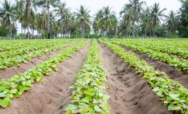 红薯怎么栽产量高一点