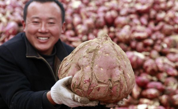 红薯怎么栽产量高一点