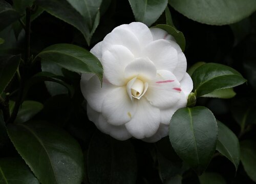 白茶花的花语和寓意