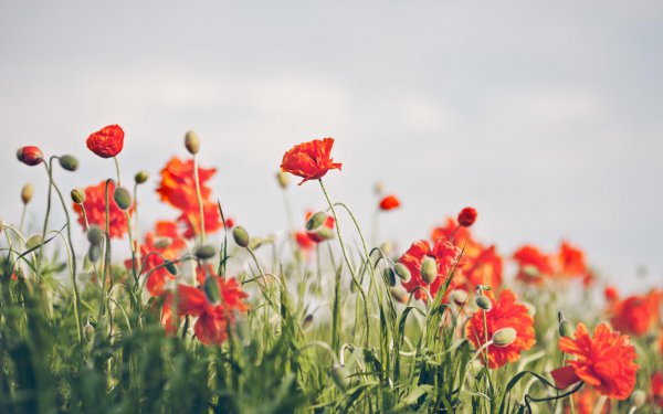 女人沉默是最狠的时候吗