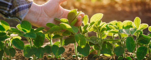 花园阳台种什么菜