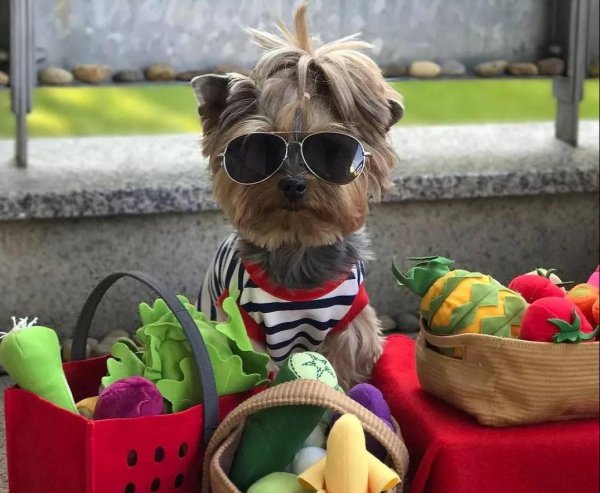 约克夏犬优缺点及适合人群