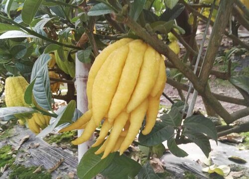 五指柑的功效与作用