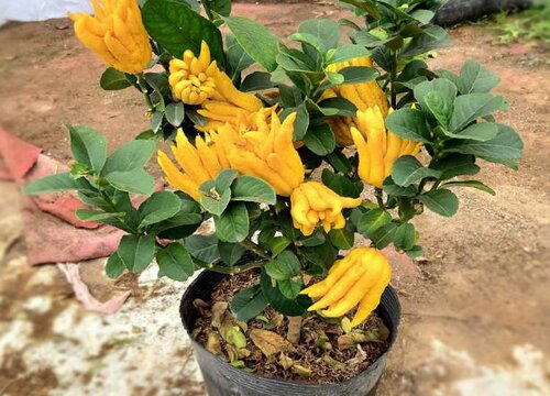 五指柑的功效与作用