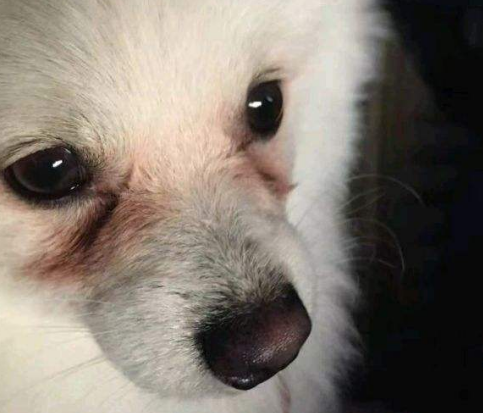 为什么说博美随时会死掉