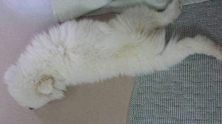 为什么说博美随时会死掉