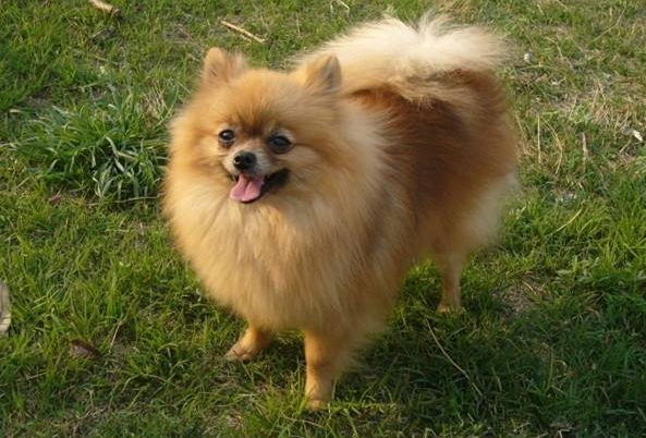 为什么说博美随时会死掉