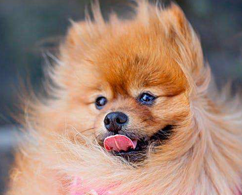 为什么说博美随时会死掉