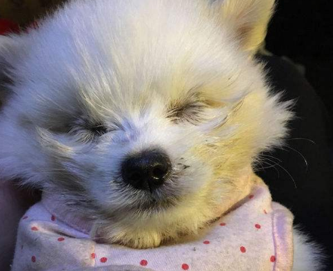 为什么说博美随时会死掉