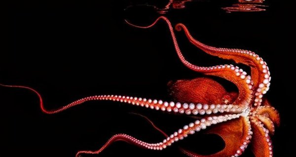 巨型章鱼有多大威力有多大