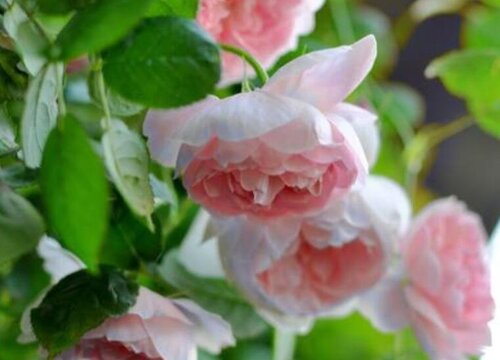 权杖之岛月季是藤本还是灌木