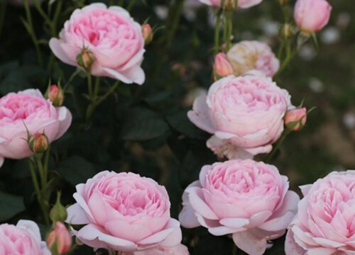 权杖之岛月季是藤本还是灌木