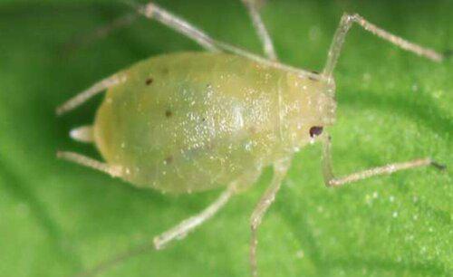 杀死蚜虫最好办法有哪些