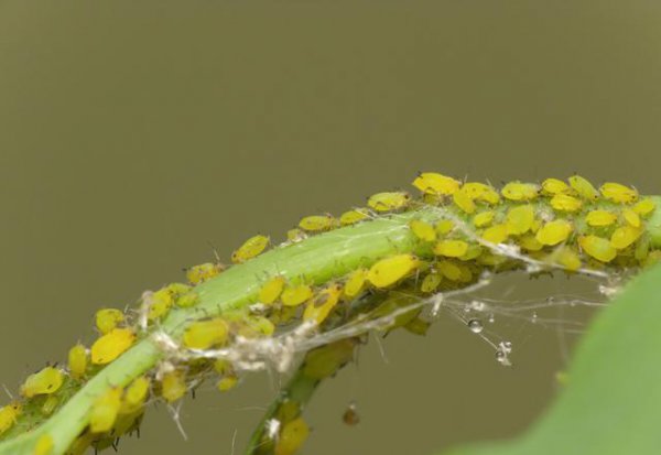 杀死蚜虫最好办法有哪些