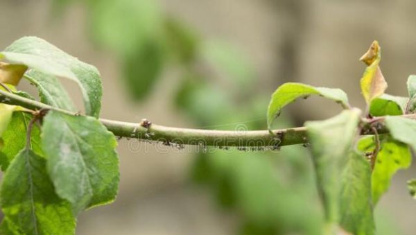 杀死蚜虫最好办法有哪些