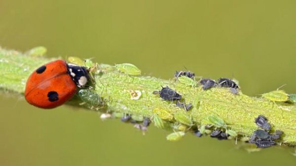 杀死蚜虫最好办法有哪些