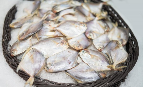 金鲳鱼和银鲳鱼哪个好哪个贵