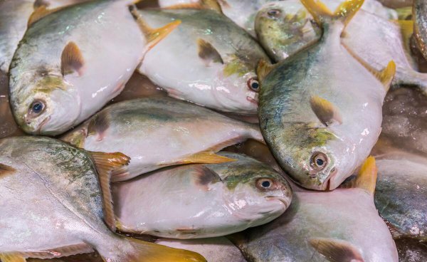 金鲳鱼和银鲳鱼哪个好哪个贵