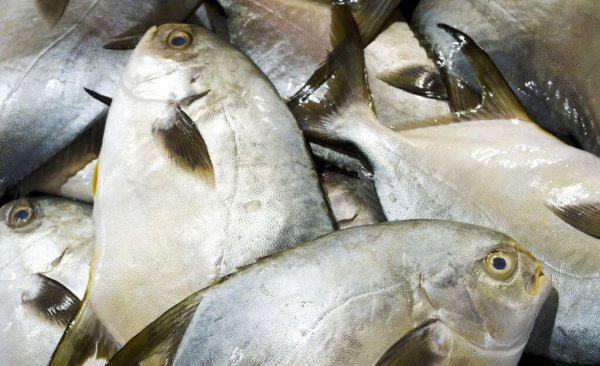 金鲳鱼和银鲳鱼哪个好哪个贵