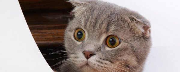 小猫拉肚子怎么办