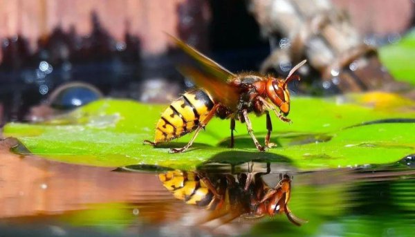 被马蜂蛰了怎么有效处理