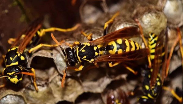 被马蜂蛰了怎么有效处理