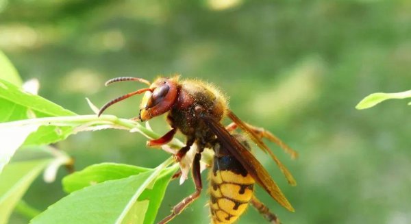 被马蜂蛰了怎么有效处理