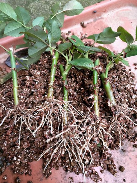 月季花可以插枝成活吗