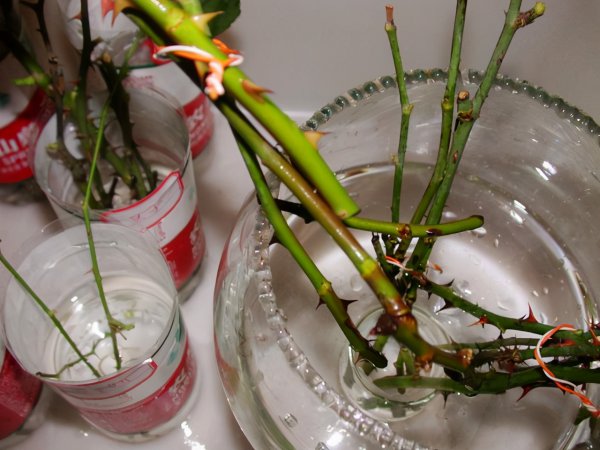 月季花可以插枝成活吗