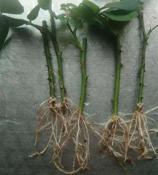 月季花可以插枝成活吗