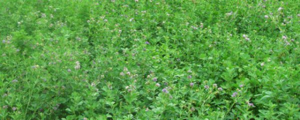 苜蓿菜适合什么地方种植