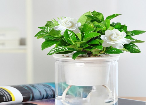 栀子花不长芽需要怎么处理