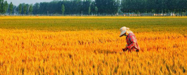 保存新鲜的水稻种子