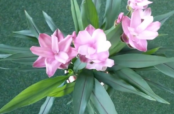 姜荷花叶子发黄怎么回事