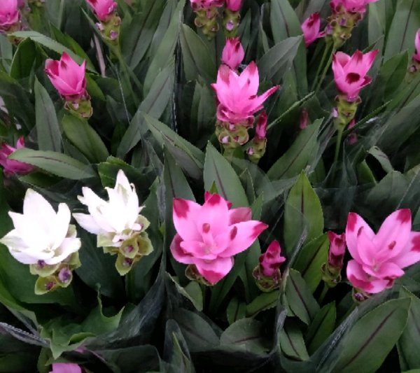 姜荷花叶子发黄怎么回事