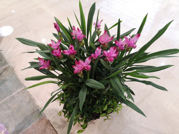 姜荷花叶子发黄怎么回事