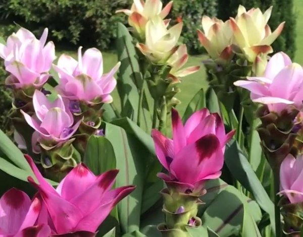 姜荷花叶子发黄怎么回事