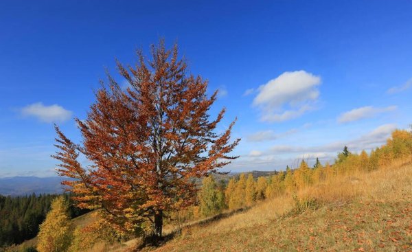乌克兰地形以什么为主