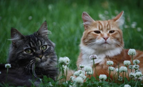 碗碎了预示什么