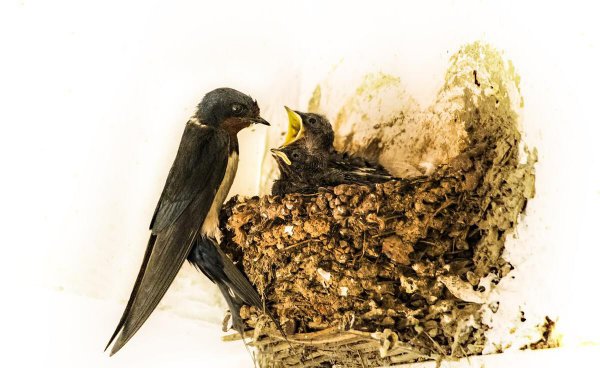 碗碎了预示什么