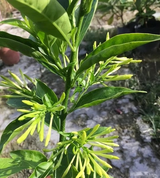 夜来香可以放在室内吗