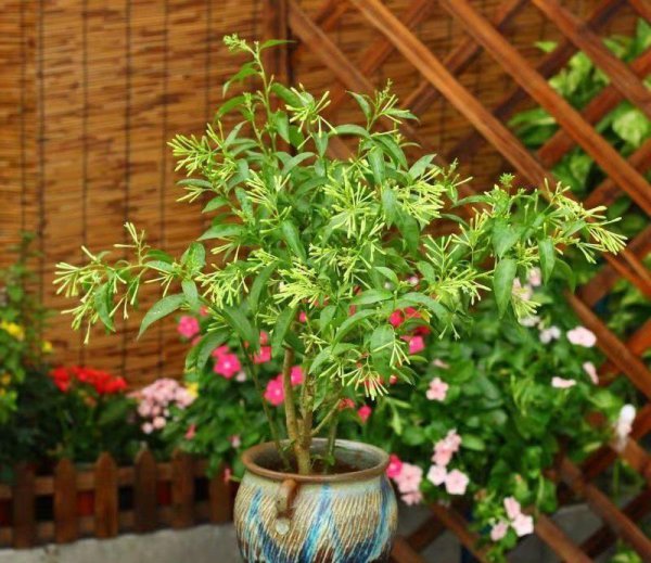 夜来香可以放在室内吗