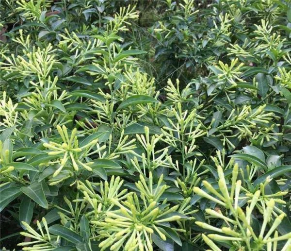 夜来香可以放在室内吗