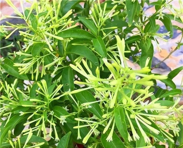 夜来香可以放在室内吗