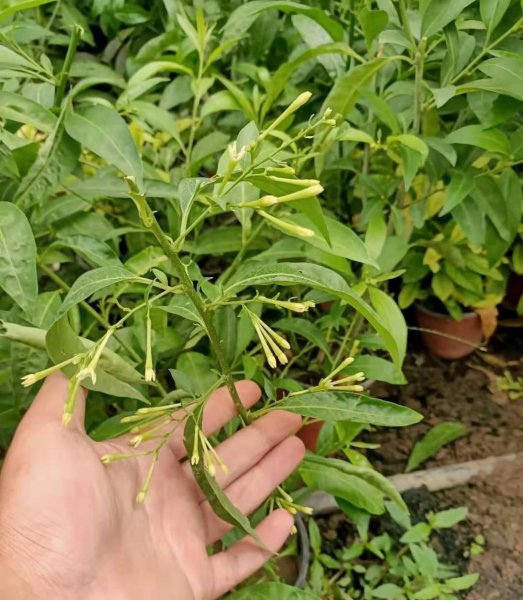 夜来香可以放在室内吗