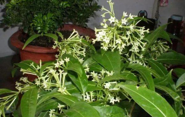 夜来香可以放在室内吗